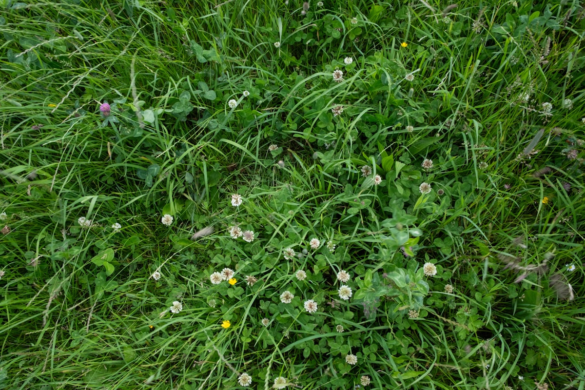 An overgrown lawn with weeds and dandelions before a Jose Chavira Landscaping visit